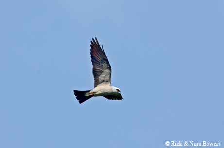 Mississippi kite